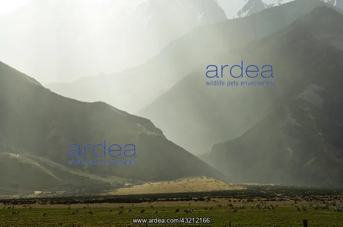 : New Zealand, South Island, Upper Lake Heron : New Zealand, South Island, Upper Lake Heron