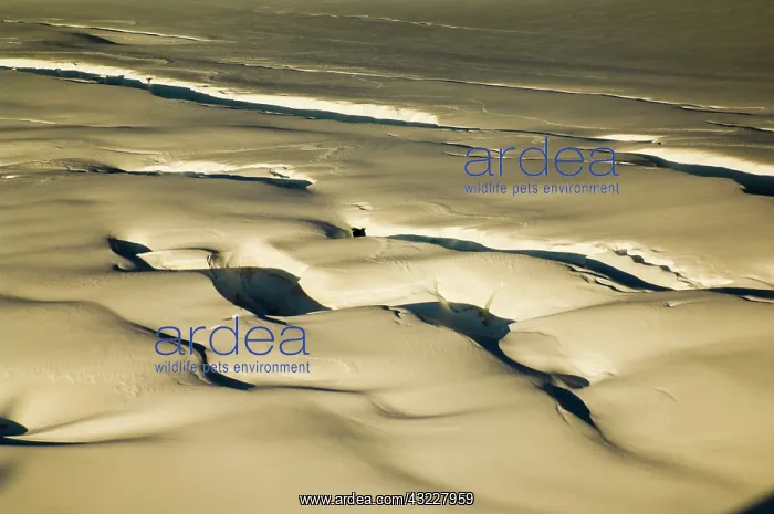 : New Zealand, South Island, Westland National : New Zealand, South Island, Westland National