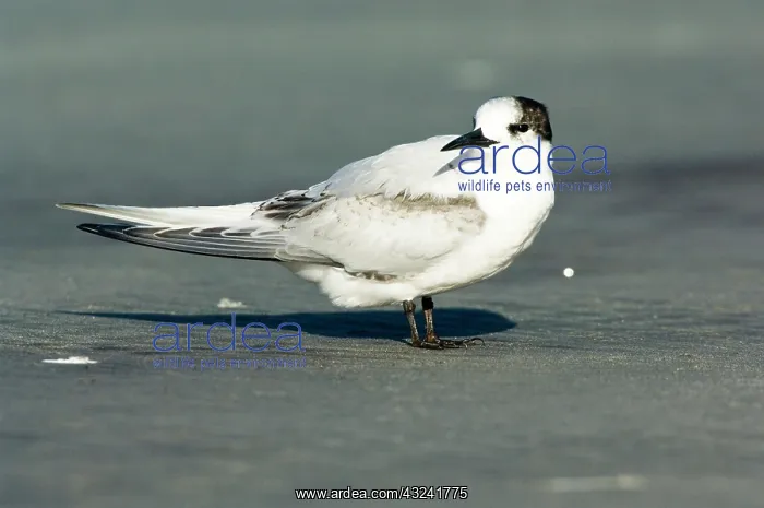 : New Zealand, South Island, Westport, Tauranga : New Zealand, South Island, Westport, Tauranga