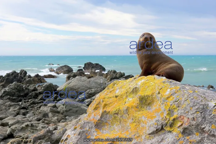 : New Zealand / Southern / Australasian / Antipodean : New Zealand / Southern / Australasian / Antipodean