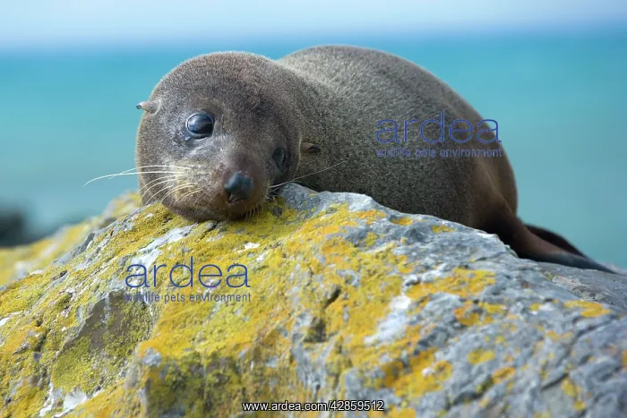 : New Zealand / Southern / Australasian / Antipodean : New Zealand / Southern / Australasian / Antipodean