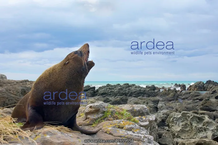 : New Zealand / Southern / Australasian / Antipodean : New Zealand / Southern / Australasian / Antipodean