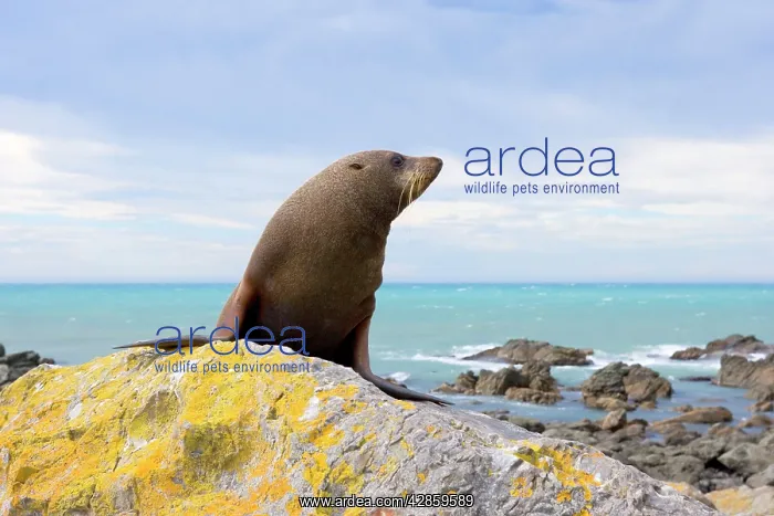: New Zealand / Southern / Australasian / Antipodean : New Zealand / Southern / Australasian / Antipodean