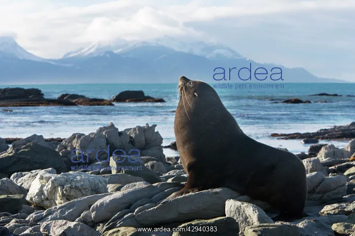 : New Zealand / Southern / Australasian / Antipodean : New Zealand / Southern / Australasian / Antipodean