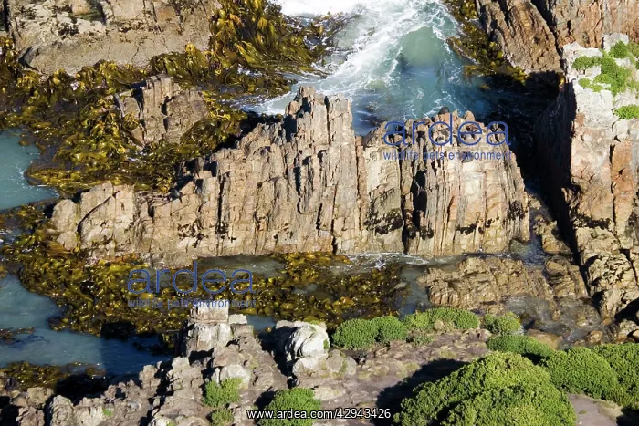 : New Zealand / Southern / Australasian / Antipodean : New Zealand / Southern / Australasian / Antipodean