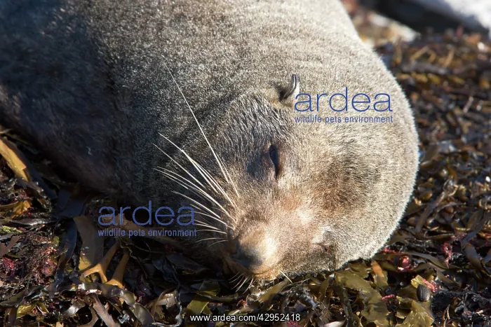 : New Zealand / Southern / Australasian / Antipodean : New Zealand / Southern / Australasian / Antipodean