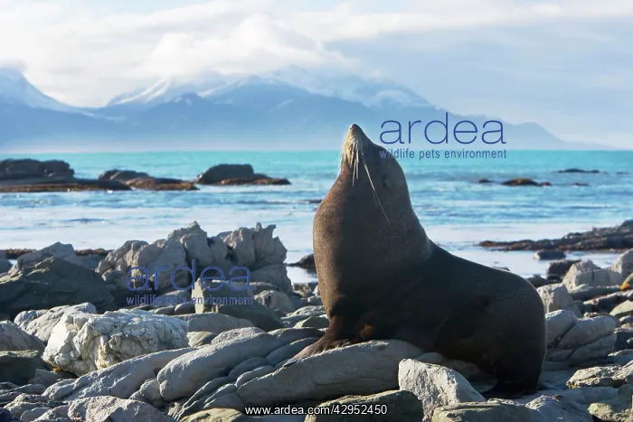 : New Zealand / Southern / Australasian / Antipodean : New Zealand / Southern / Australasian / Antipodean