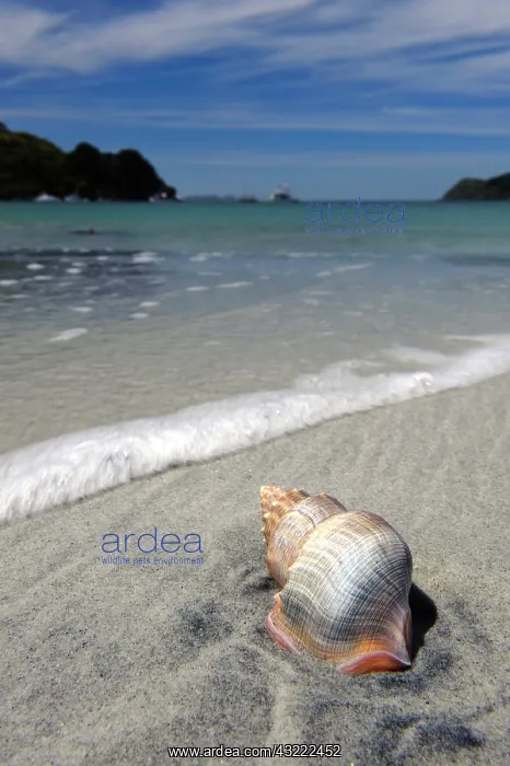: New Zealand, Southland, Stewart Island : New Zealand, Southland, Stewart Island