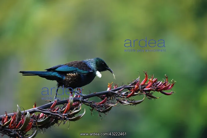 : New Zealand, Southland, Stewart Island : New Zealand, Southland, Stewart Island