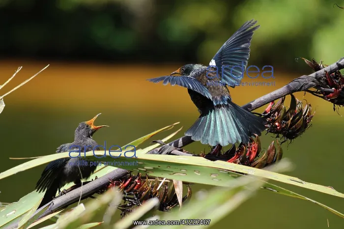  : New Zealand, Southland, Stewart Island