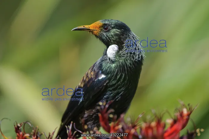  : New Zealand, Southland, Stewart Island
