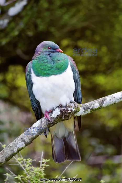 : New Zealand, Southland, Stewart Island : New Zealand, Southland, Stewart Island
