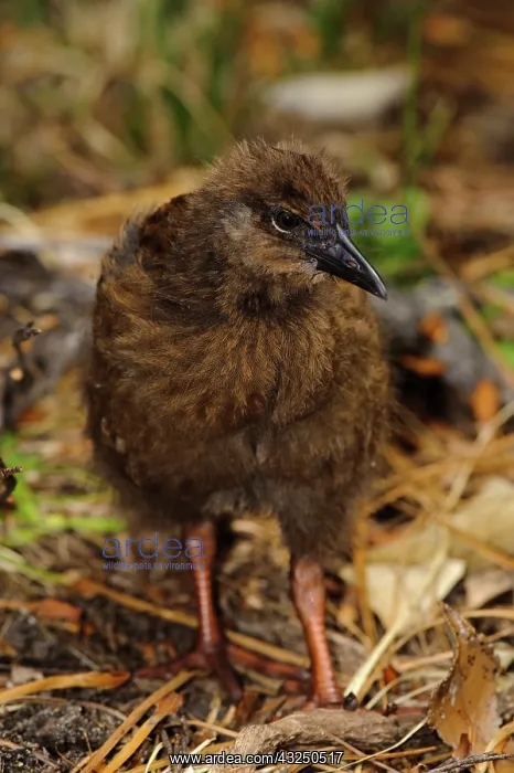 : New Zealand, Southland, Stewart Island : New Zealand, Southland, Stewart Island
