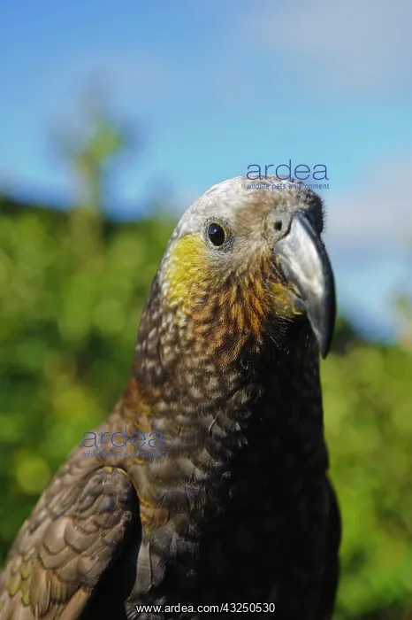  : New Zealand, Southland, Stewart Island