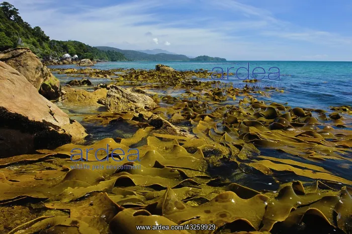 : New Zealand, Southland, Stewart Island : New Zealand, Southland, Stewart Island