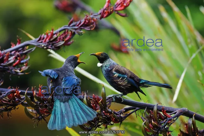 : New Zealand, Southland, Stewart Island : New Zealand, Southland, Stewart Island