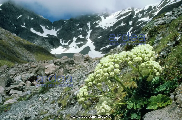  : New Zealand - springtime, Bristly Carrot