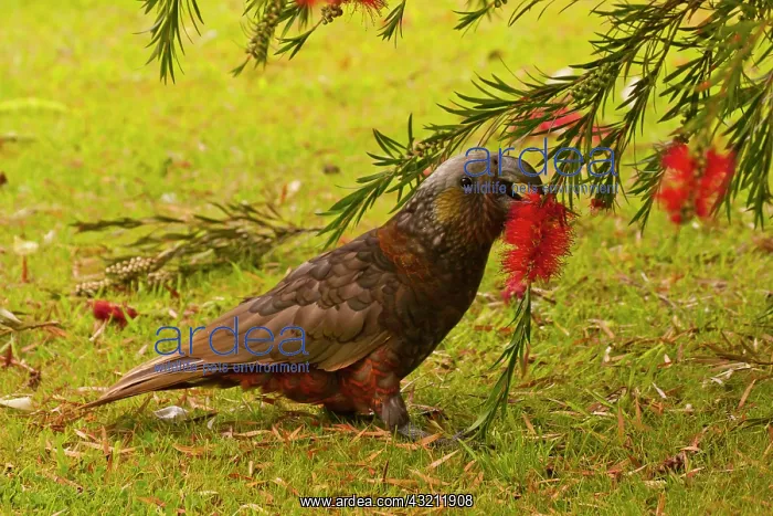 : New Zealand, Stewart Island, Oban Township : New Zealand, Stewart Island, Oban Township