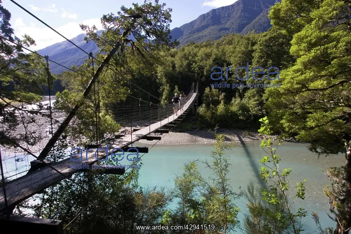 : New Zealand - Tourists crossing wire suspension : New Zealand - Tourists crossing wire suspension