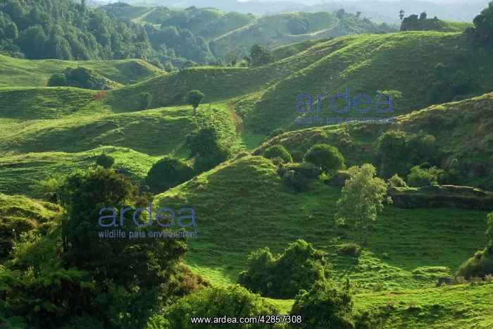 : New Zealand Waitomo landscape - typical farming : New Zealand Waitomo landscape - typical farming