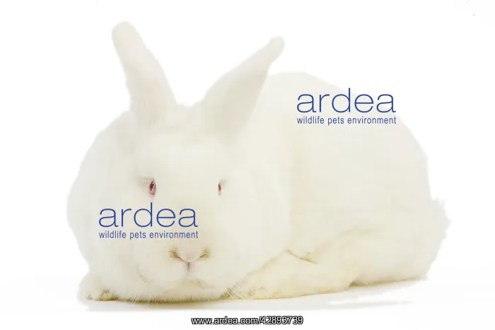  : New Zealand White Rabbit