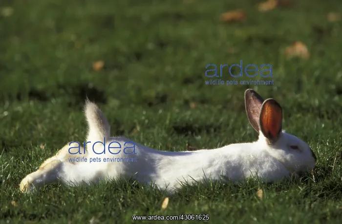: New Zealand white Rabbit taking a sun bath : New Zealand white Rabbit taking a sun bath