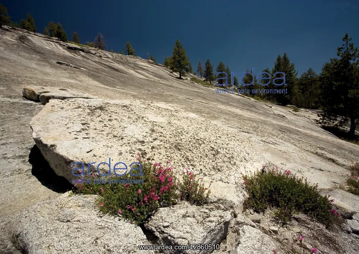 : Newberry Penstemon : Newberry Penstemon