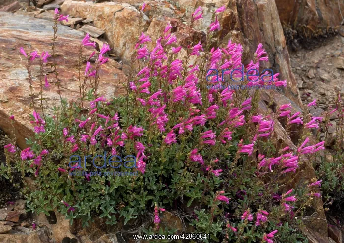 : Newbery's penstemon : Newbery's penstemon