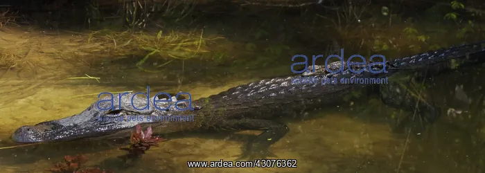 : Newborn Alligator on Mother's Back : Newborn Alligator on Mother's Back