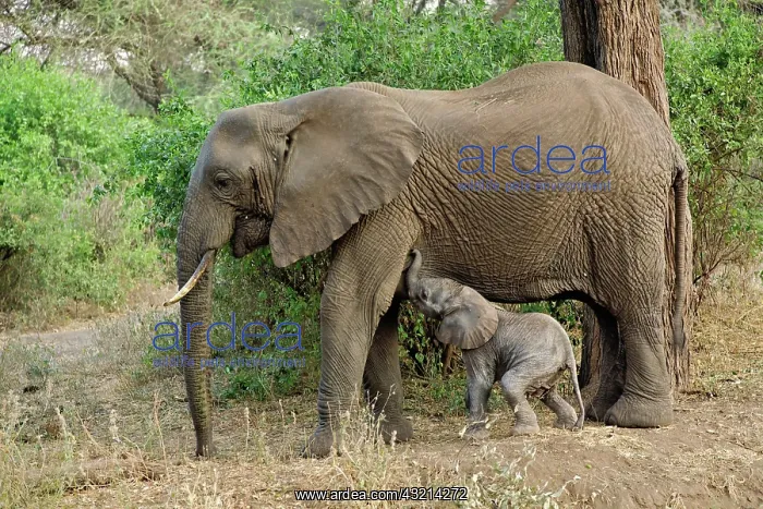 : Newborn baby elephant nursing, Elephant : Newborn baby elephant nursing, Elephant