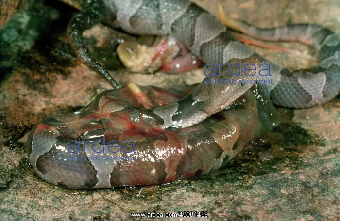 : Newborn Copperhead : Newborn Copperhead