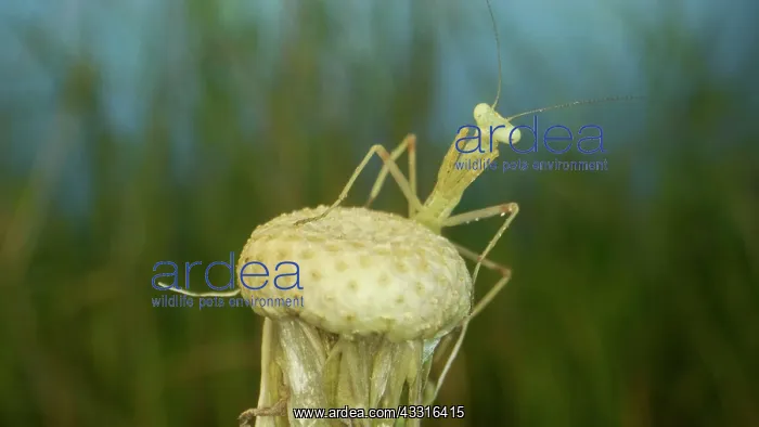 : Newborn green Praying Mantis sit on top of dandelions : Newborn green Praying Mantis sit on top of dandelions