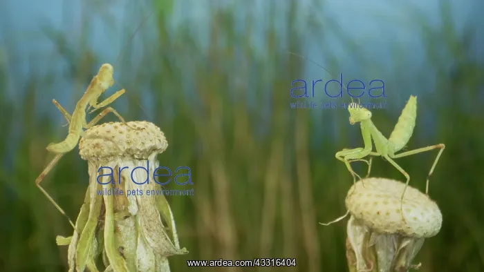 : Two newborn green Praying Mantis sit on tops of : Two newborn green Praying Mantis sit on tops of