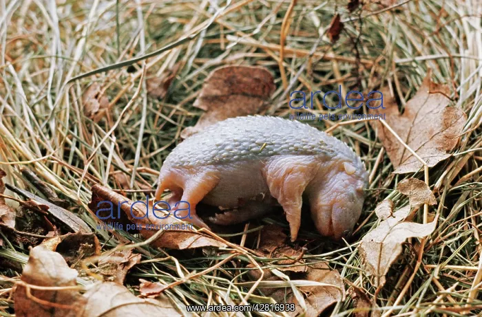 : NEWBORN HEDGEHOG : NEWBORN HEDGEHOG