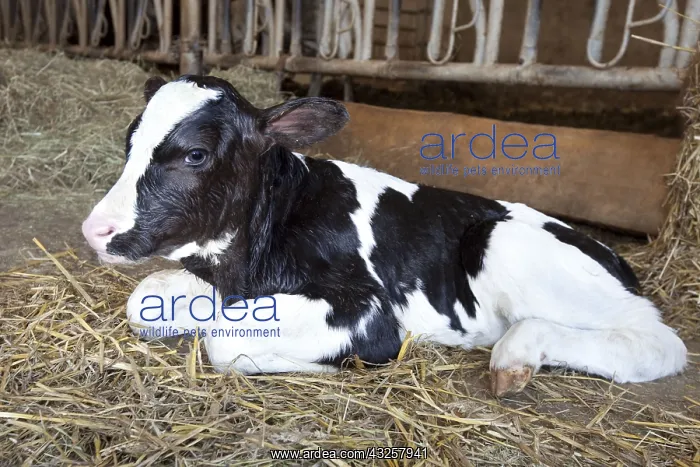 : Newborn Holstein calf lying in the straw France : Newborn Holstein calf lying in the straw France