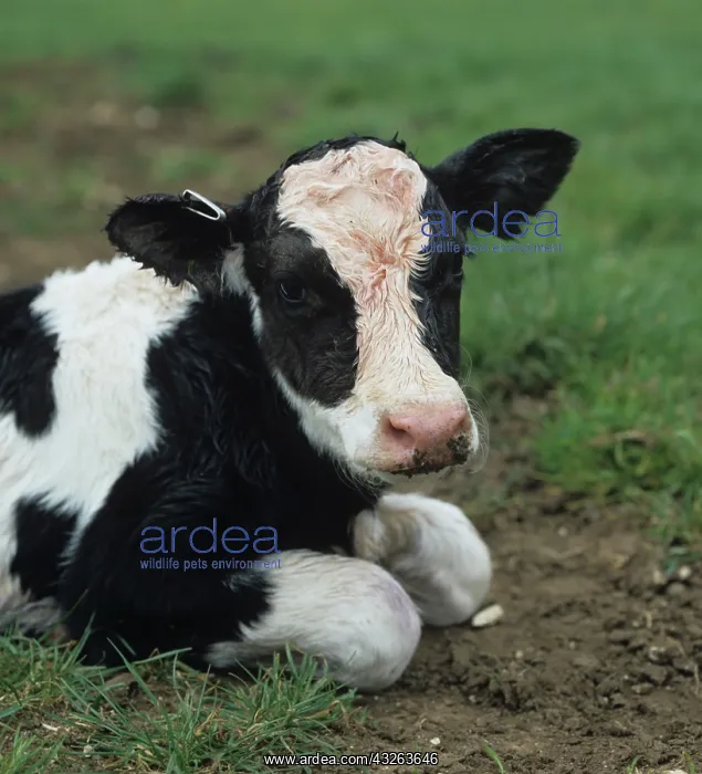 : Newborn Holstein Friesian calf : Newborn Holstein Friesian calf