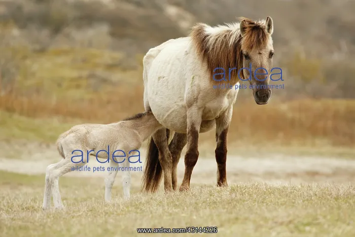: Horse. A newborn Konik horse (Equus caballus) foal drinking milk from her mother : Horse. A newborn Konik horse (Equus caballus) foal drinking milk from her mother