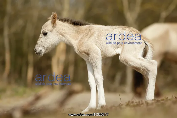 : Horse. A newborn Konik horse (Equus caballus) foal standing unsteadily on her feet : Horse. A newborn Konik horse (Equus caballus) foal standing unsteadily on her feet
