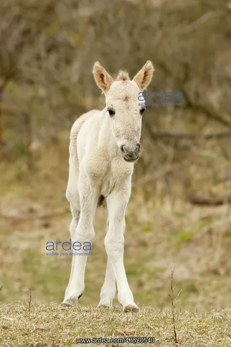 : Horse. A newborn Konik horse (Equus caballus) foal standing unsteadily on her feet : Horse. A newborn Konik horse (Equus caballus) foal standing unsteadily on her feet