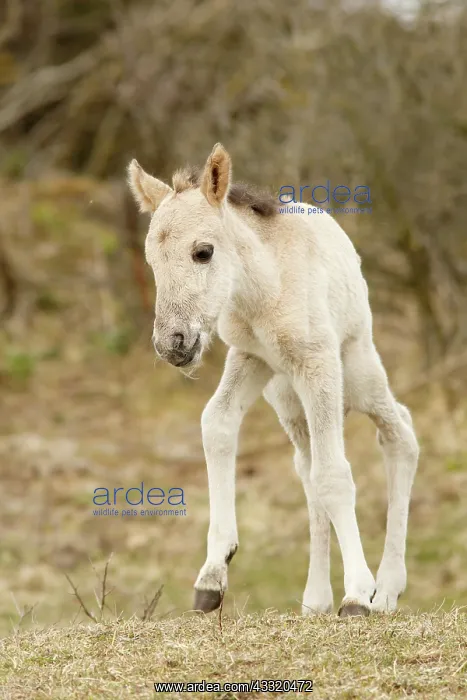 : Horse. A newborn Konik horse (Equus caballus) foal tries to walk on her yet unsteady legs : Horse. A newborn Konik horse (Equus caballus) foal tries to walk on her yet unsteady legs