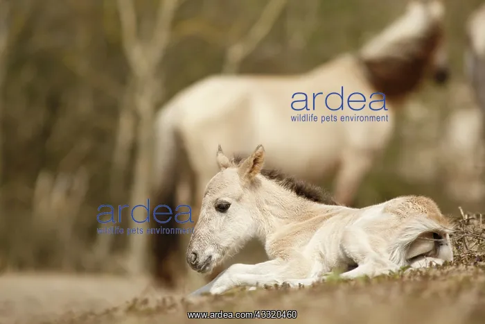 : Horse. A newborn Konik horse (Equus caballus) resting after her first steps.In : Horse. A newborn Konik horse (Equus caballus) resting after her first steps.In