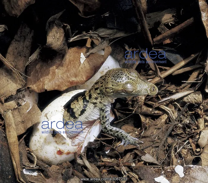 : Newborn Morelet's Crocodile : Newborn Morelet's Crocodile