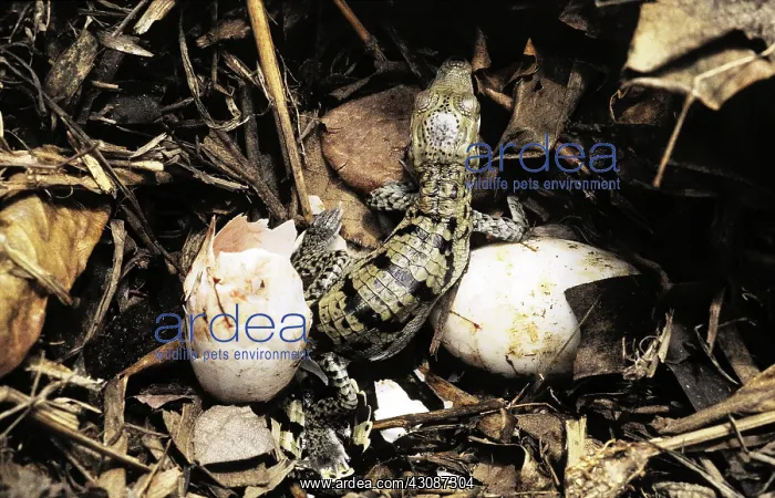 : Newborn Morelet's Crocodile : Newborn Morelet's Crocodile