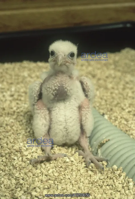: Newborn Peregrine Falcon : Newborn Peregrine Falcon