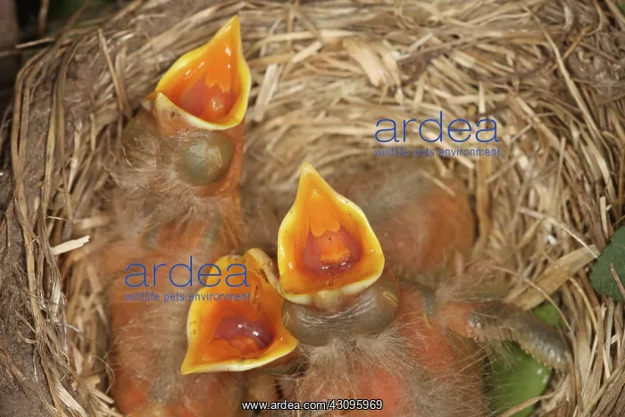 : Newborn Robin Nestlings : Newborn Robin Nestlings