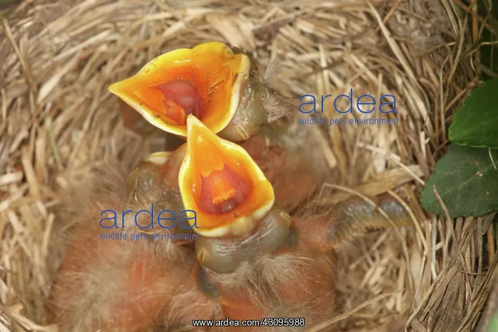 : Newborn Robin Nestlings : Newborn Robin Nestlings