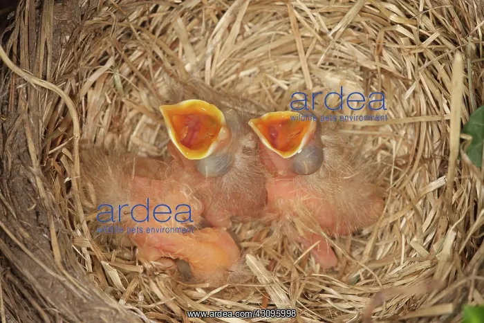 : Newborn Robin Nestlings : Newborn Robin Nestlings