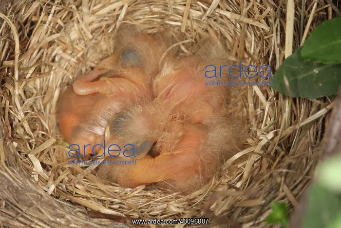 : Newborn Robin Nestlings : Newborn Robin Nestlings