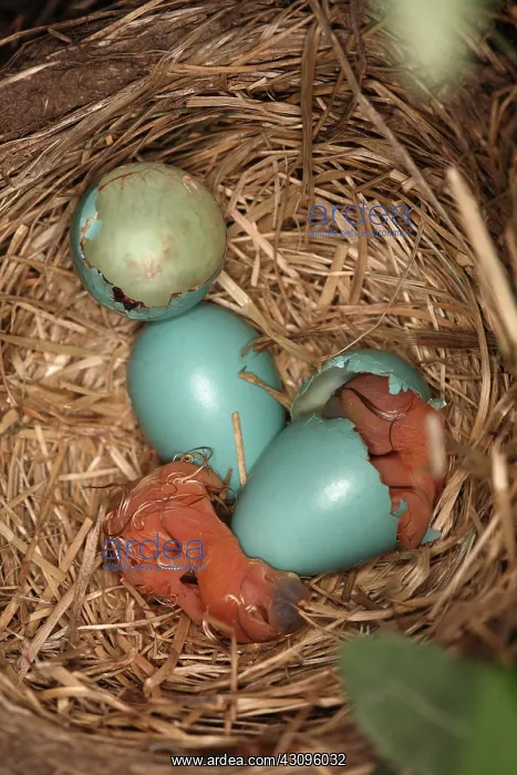 : Newborn Robin Nestlings : Newborn Robin Nestlings