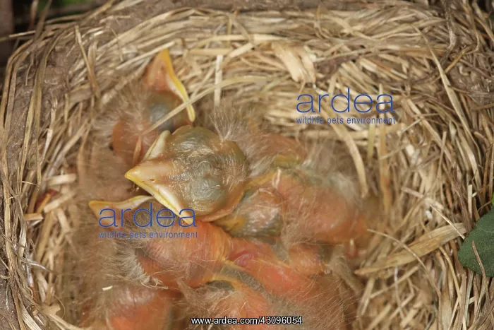 : Newborn Robin Nestlings : Newborn Robin Nestlings